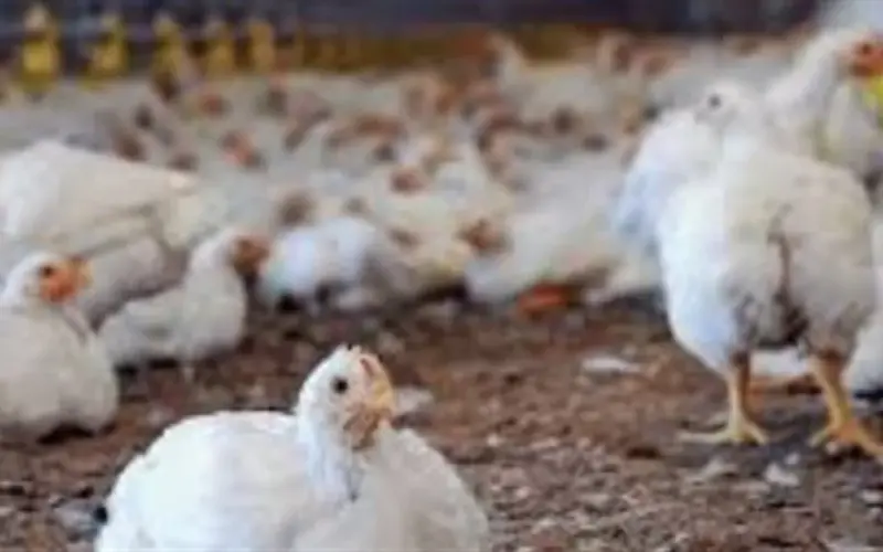 أسعار الدواجن والبيض اليوم.. ثبات الفراخ البيضاء عند مستوياتها الأخيرة